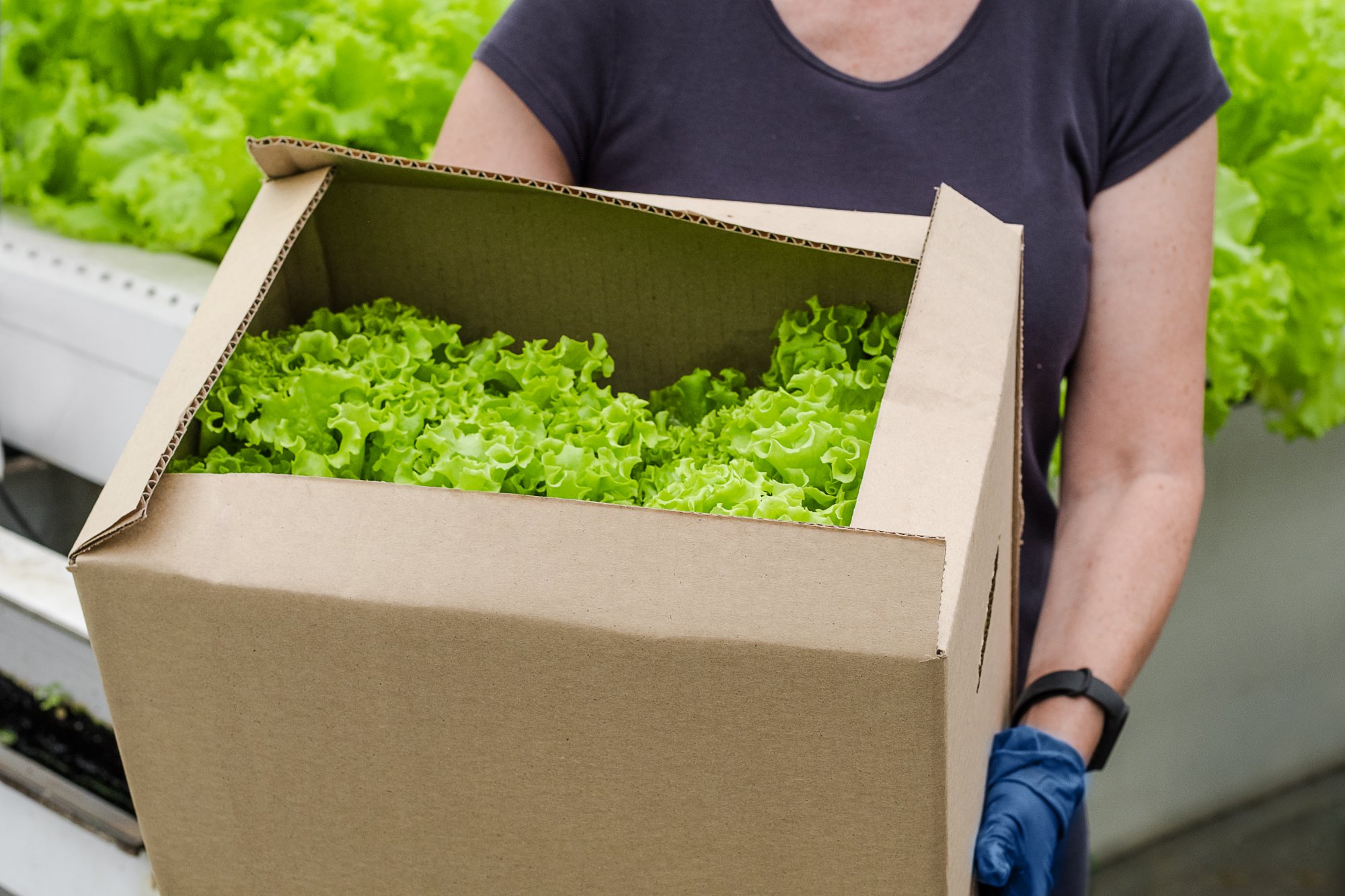 新鮮な野菜を箱詰めして配送